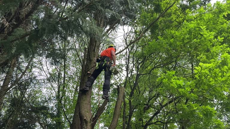 Trusted Clinton, PA Tree Removal and Landscaping Services Experts